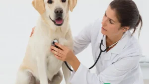 Curso de medicina veterinária: onde estudar,&hellip;